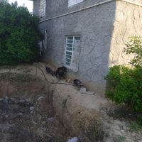 سرگرمی وفراغت|حیوانات مزرعه|کازرون, |دیوار