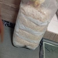 قفس خرگوش و همستر|موش و خرگوش|کرج, خرمدشت|دیوار