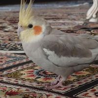 عروس هلندی گمشده|حیوانات|تهران, بهارستان|دیوار