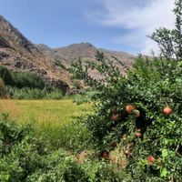 برنج هاشمی درجه یک و ارگانیک|خوردنی و آشامیدنی|تهران, خانی‌آباد|دیوار