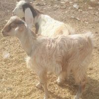 بز وگوسفند بزغاله خرید مستقیم از خود دامدار|حیوانات مزرعه|کرمانشاه, |دیوار