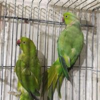 طوطی ملنگو|پرنده|شاهرود, |دیوار