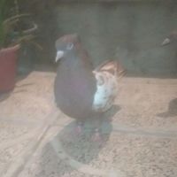 سینه سرخ|پرنده|شیراز, سعدیه|دیوار