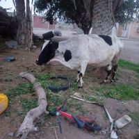 گاو و بزپاکستانی|حیوانات مزرعه|بلوک, |دیوار