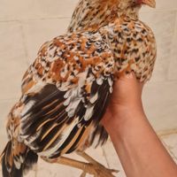 مرغ گلین|پرنده|حمیدیه, |دیوار