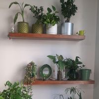 شلف بار چوب طبیعی|کتابخانه، شلف، قفسه‌های دیواری|تهران, امام حسین(ع)|دیوار
