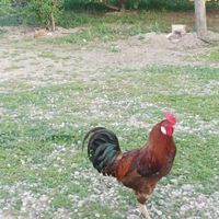 فروشی|حیوانات مزرعه|گنبد کاووس, |دیوار