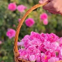 تور جشنواره گل و گلاب میمند|تور و چارتر|شیراز, فرهنگ شهر|دیوار