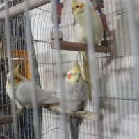 عروس هلندی مولد|پرنده|کرج, مارلیک|دیوار