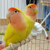 طوطی برزیلی کوتوله|پرنده|رشت, اسماعیل آباد|دیوار