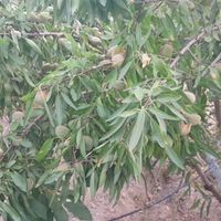 ویلا باغ|فروش خانه و ویلا|اصفهان, ناژوان|دیوار