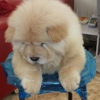 چاوچاوchowchow|سگ|تهران, شهرک شهید باقری|دیوار