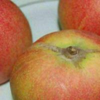 ارائه نهال به قرمز گلدانی|خدمات باغبانی و درختکاری|بندر ترکمن, |دیوار