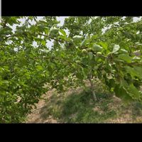باغچه پروژه سرو احمدآباد بهمن آباد مجموعه سرو|فروش زمین و ملک کلنگی|تهران, خلیج فارس|دیوار