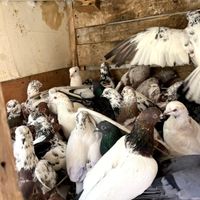 ۴۰ کبوتر بوم|پرنده|داران, |دیوار