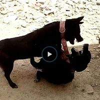 سگ نگهبان و شکاری|سگ|تهران, مشیریه|دیوار