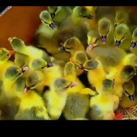 غاز|حیوانات مزرعه|رشت, توشیبا|دیوار