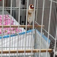 سهره مست|پرنده|نهاوند, |دیوار
