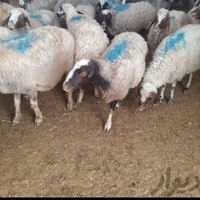 //زنده درتهران گوسفند چابک وچله وبدون پرتی|حیوانات مزرعه|تهران, وردآورد|دیوار
