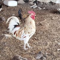خروس گلین|پرنده|جم, |دیوار