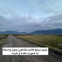 برنج محلی و ارگانیک گلستان|خوردنی و آشامیدنی|تهران, قصر فیروزه ۲|دیوار