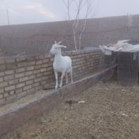 بز سانن اصل جوان|حیوانات مزرعه|تایباد, |دیوار