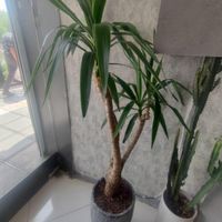 گل و گیاه اپارتمانی یوکا|گل و گیاه طبیعی|مشهد, فرهنگ|دیوار