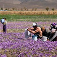 زعفران اصل قائنات(سرگل/سوپرنگین)  مستقیم از مزرعه|خوردنی و آشامیدنی|تهران, سیدخندان|دیوار