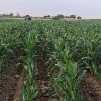 فروش-4000متر-زمین-جنب-اتوبان-نزدیک-پل-چهارم-دزفول