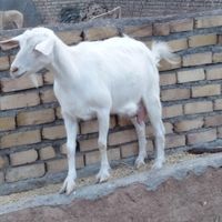 بز سانن اصل جوان|حیوانات مزرعه|تایباد, |دیوار