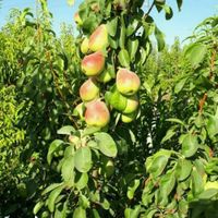 فروش نهال گلابی اسپادانا رقم تجاری و گلدانی|خدمات باغبانی و درختکاری|کوهدشت, |دیوار