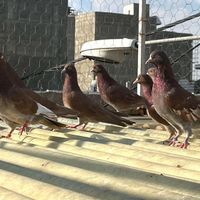 کبوتر انگلیسی جوجه کفتر انگلیسی پرشی|پرنده|کرج, ملارد|دیوار