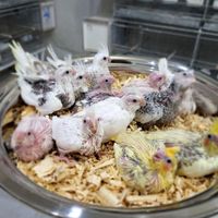 پرورشگاه عروس هلندی سرلاکی سخنگو رام ودستی|پرنده|تهران, ده‌ونک|دیوار