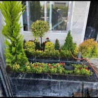 فروش گل خدمات کاشت گل باغبانی|خدمات باغبانی و درختکاری|تهران, نواب|دیوار
