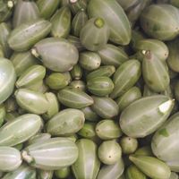 فروش 50کیلو،گلک لگجین تازه جهت ترشی|خوردنی و آشامیدنی|کازرون, |دیوار