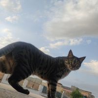 واگذاری گربه ی نر نژاد DSH|گربه|کرج, حصارک|دیوار