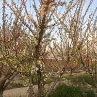 باغ ۱۰۰۰متری/سندتک برگ/انشعابات کامل|فروش زمین و ملک کلنگی|تهران, شهید رجایی|دیوار