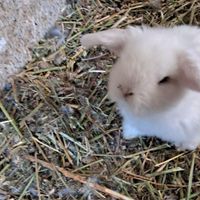 بچه خرگوش|موش و خرگوش|مشکین‌شهر, |دیوار
