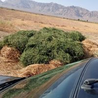 ملک کشاورزی ب مساحت 4500 متر مربع یک حبه ونیم|فروش زمین و ملک کلنگی|سیرجان, |دیوار