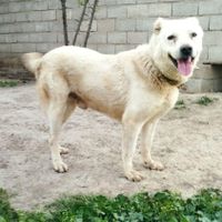 سگ نهبان|سگ|گنبد کاووس, |دیوار