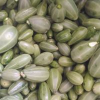 فروش 50کیلو،گلک لگجین تازه جهت ترشی|خوردنی و آشامیدنی|کازرون, |دیوار