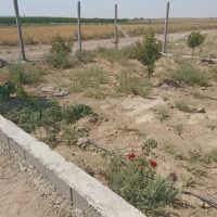زمین-منطقه-چپکرود-جویبار