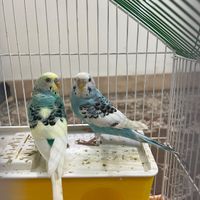 مرغ عشق|پرنده|گنبد کاووس, |دیوار