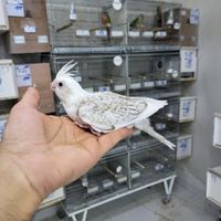 پرورشگاه عروس هلندی سرلاکی سخنگو رام ودستی|پرنده|تهران, ده‌ونک|دیوار