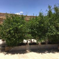 ویلایی-ماهان-مرکز-شهر