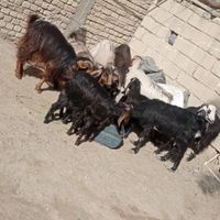 گوسفند فروشی(قیمت توافقی)|حیوانات مزرعه|سراوان, |دیوار