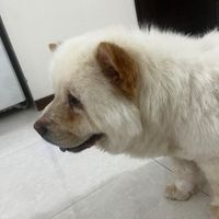 سگ نژاد چاو چاو|سگ|تهران, آبشار تهران|دیوار
