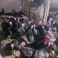 بوقلمونی بنام مگاپوت|حیوانات مزرعه|ماکو, |دیوار