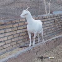 بز سانن اصل جوان|حیوانات مزرعه|تایباد, |دیوار