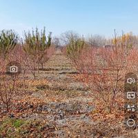 باغ در روستای آده بزرگ|فروش زمین و ملک کلنگی|ارومیه, |دیوار